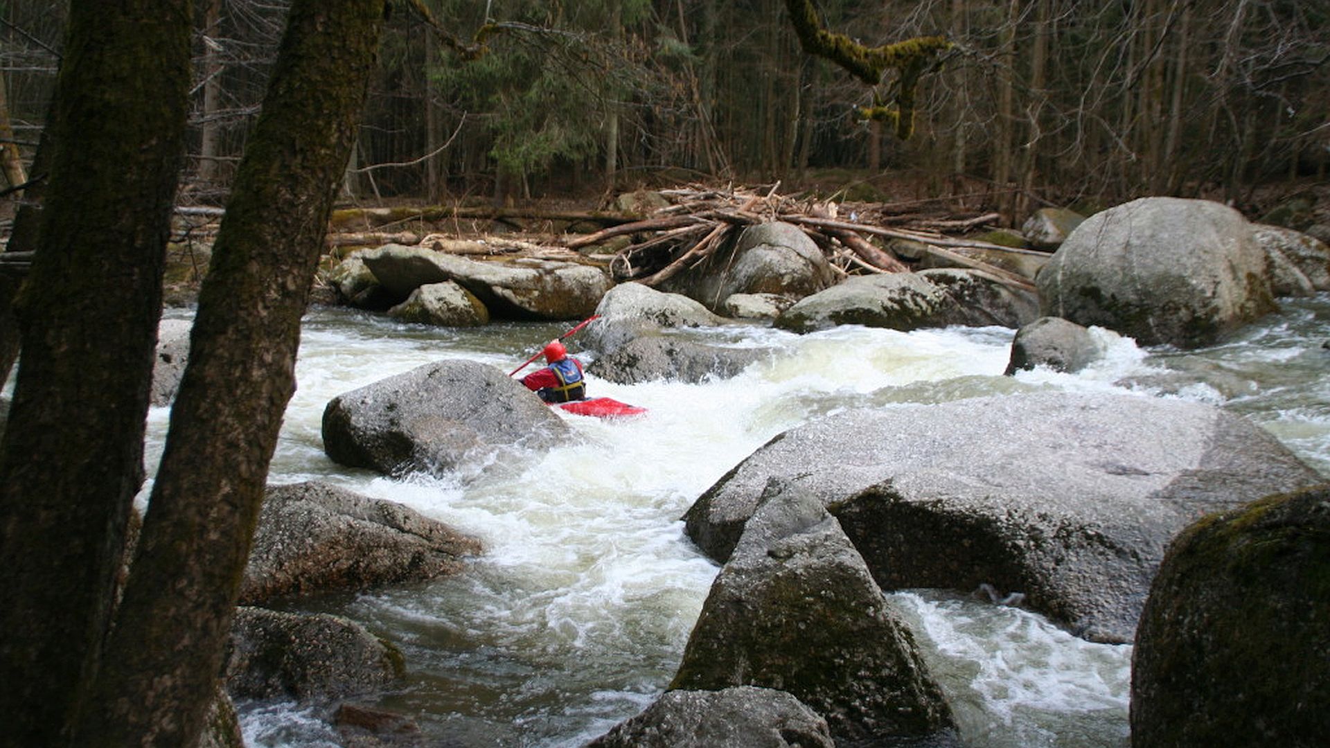 Kajak, Fluss Feldaist, Abschnitt Pregarten - Kriehmühle im Irrgarten 🛶 Peter F.
