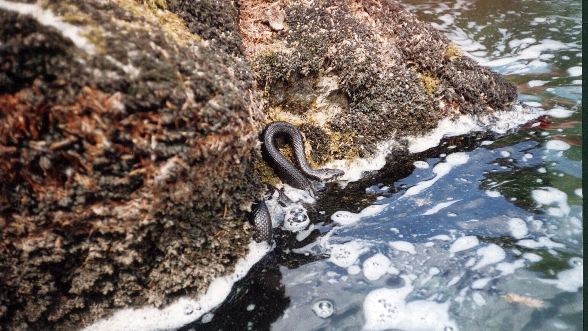 Kajak, Fluss Kupa, Abschnitt Osilnica - Brod na Kupi Schlangenfluss 
