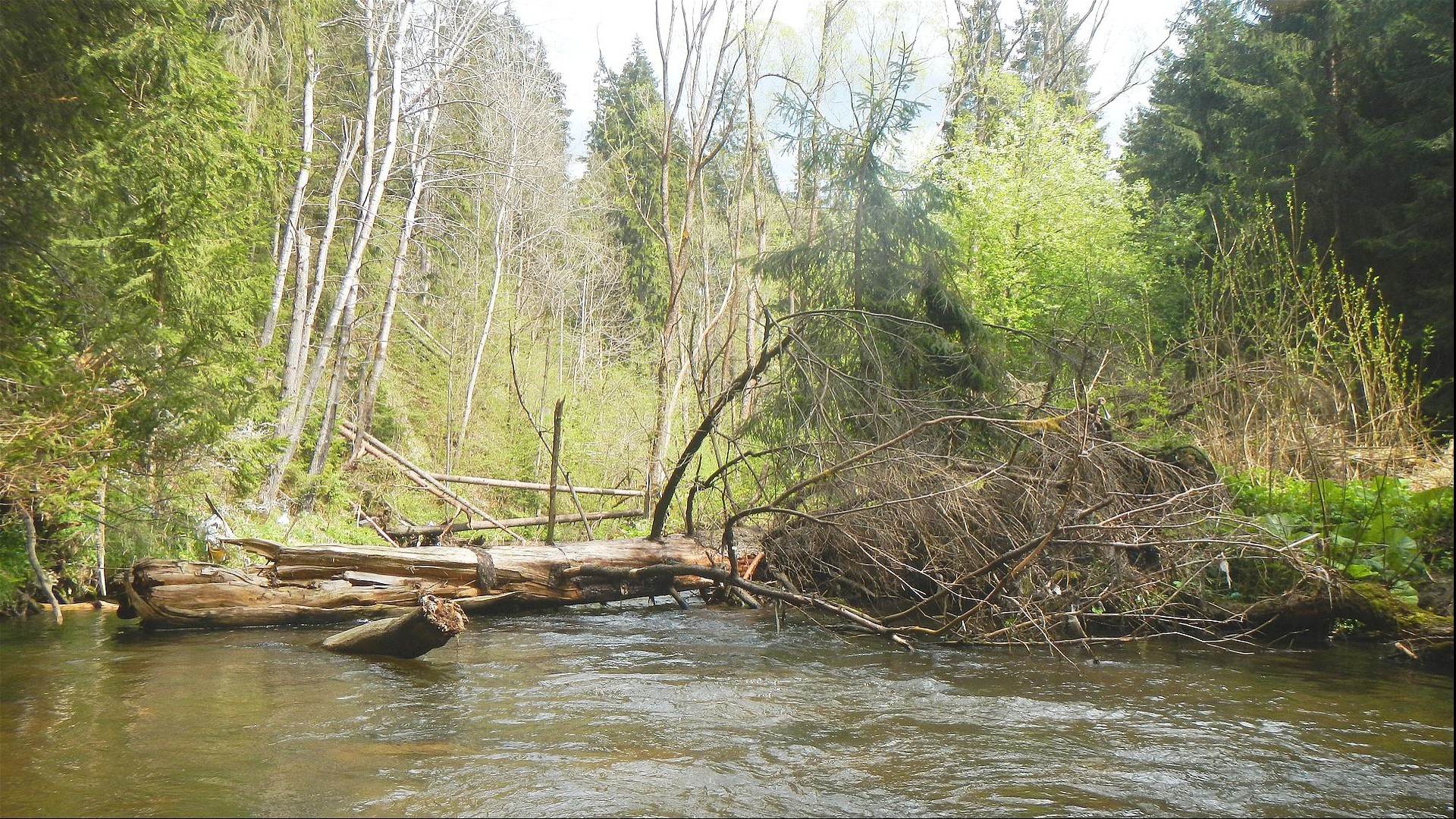 Kajak, Fluss Biely Váh, Abschnitt Východná - Králova Lehota die ersten Baumhindernisse 