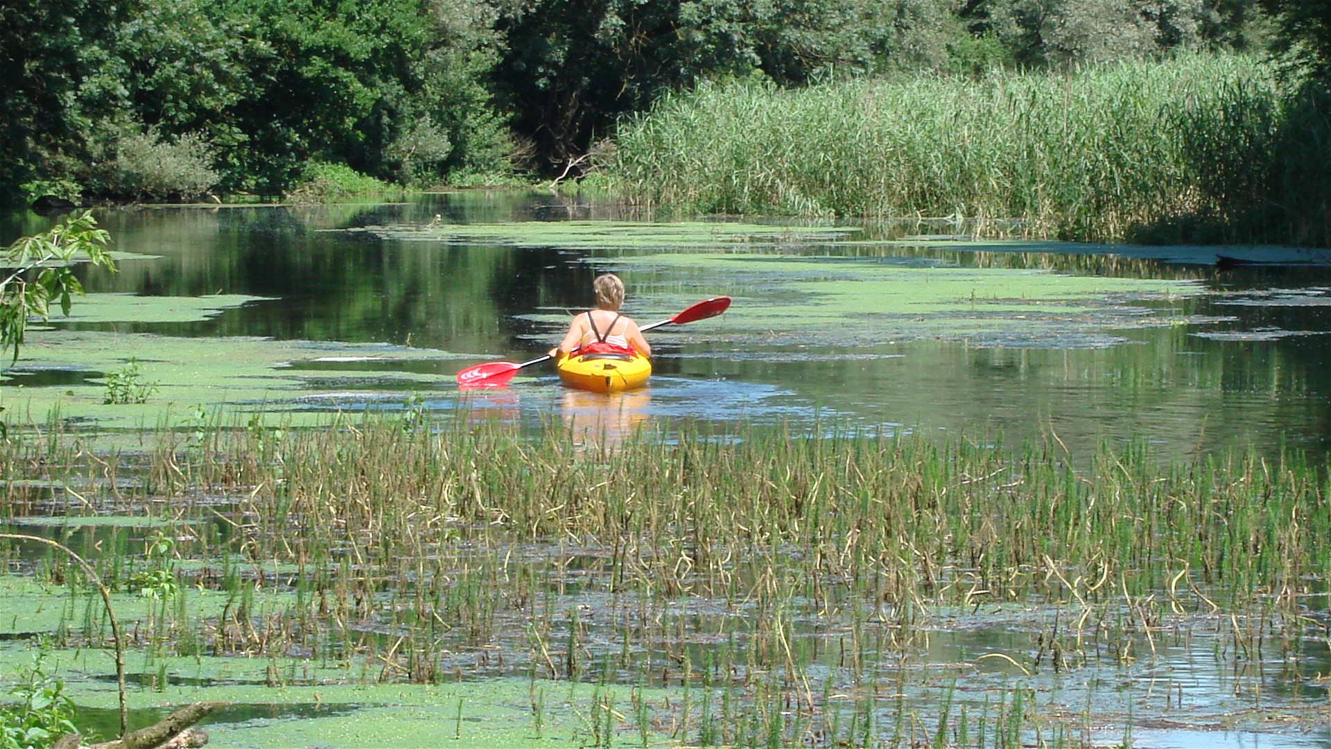 Kajak, Fluss Kößlarner Bach, Abschnitt Bärnau - Neuhaus üppige Vegetation 🛶 Martha R.