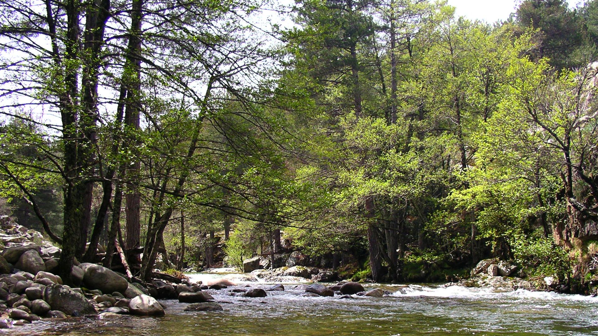 Kajak, Fluss Golo, Abschnitt Forsthaus - Calasima Mündung (Oberster Golo) ruhigere Zwischenstrecke 