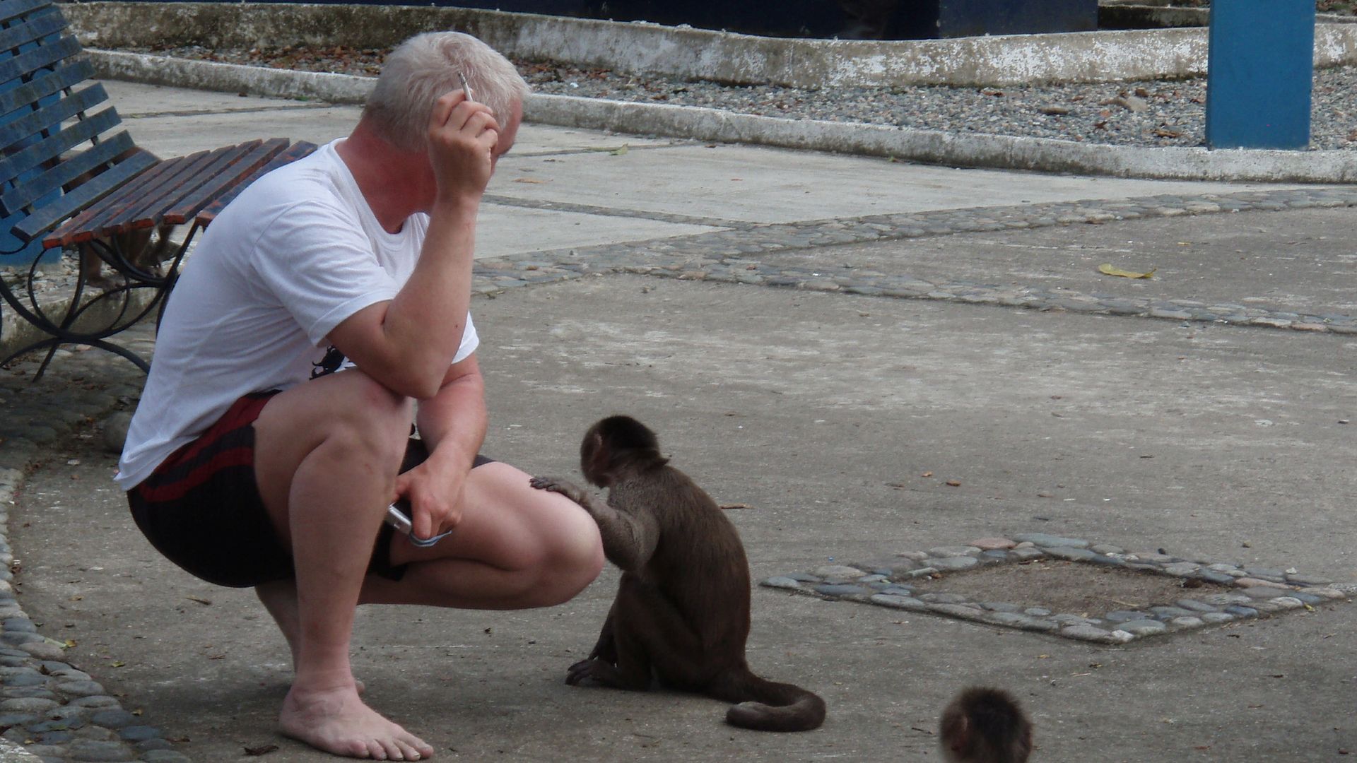 Kajak, Fluss Misahualli, Abschnitt Santo Domingo - Puerto Misahualli (Unterlauf) Affen am Ausstieg 