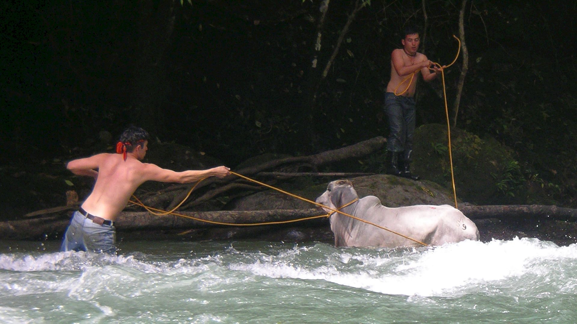 Kajak, Fluss Pejibaye, Abschnitt Taus - Oriente Kuhrettung 