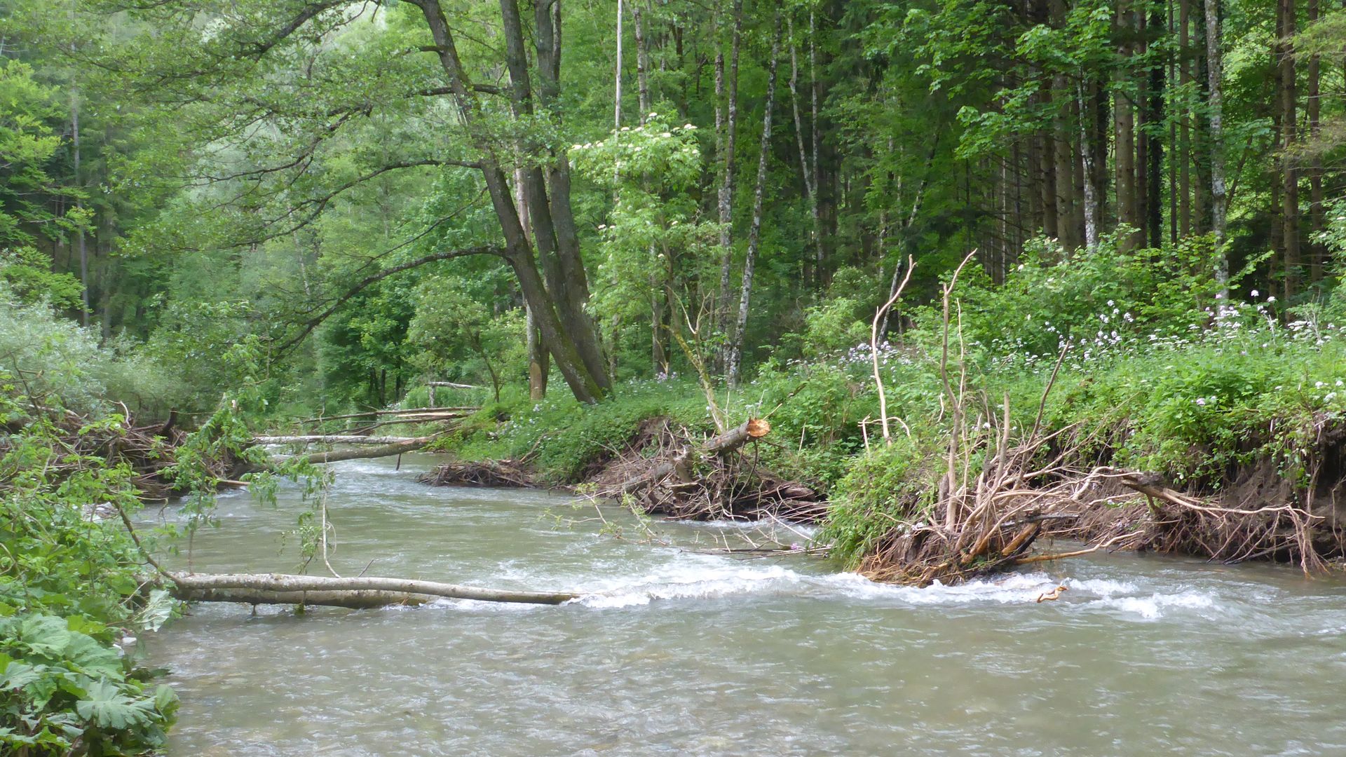 © Andreas S. 2.6.24 Kajak, Fluss Raab, Abschnitt Arzberg - Grillbichl (Obere Raabklamm) Baumhindernisse