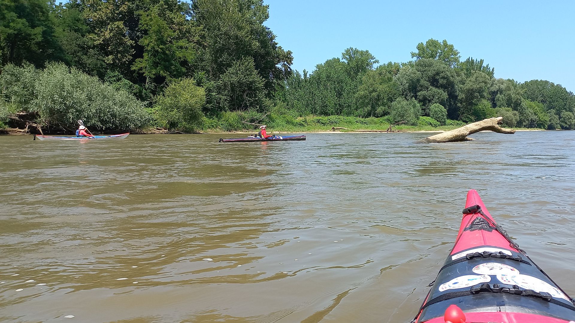 Kajak, Fluss Mur, Abschnitt Oberschwarza - Sveti Martin na Muri (Grenzmur) riesige Baumleichen 