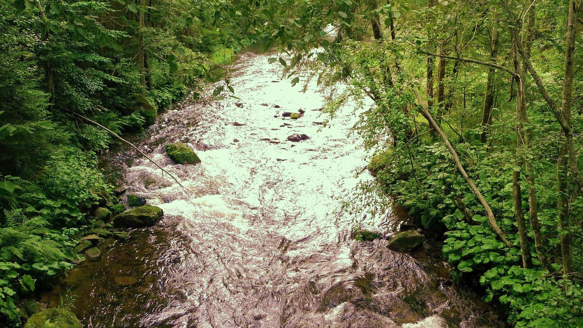 Kajak, Fluss Großer Regen, Abschnitt Bayerisch Eisenstein - Zwiesel