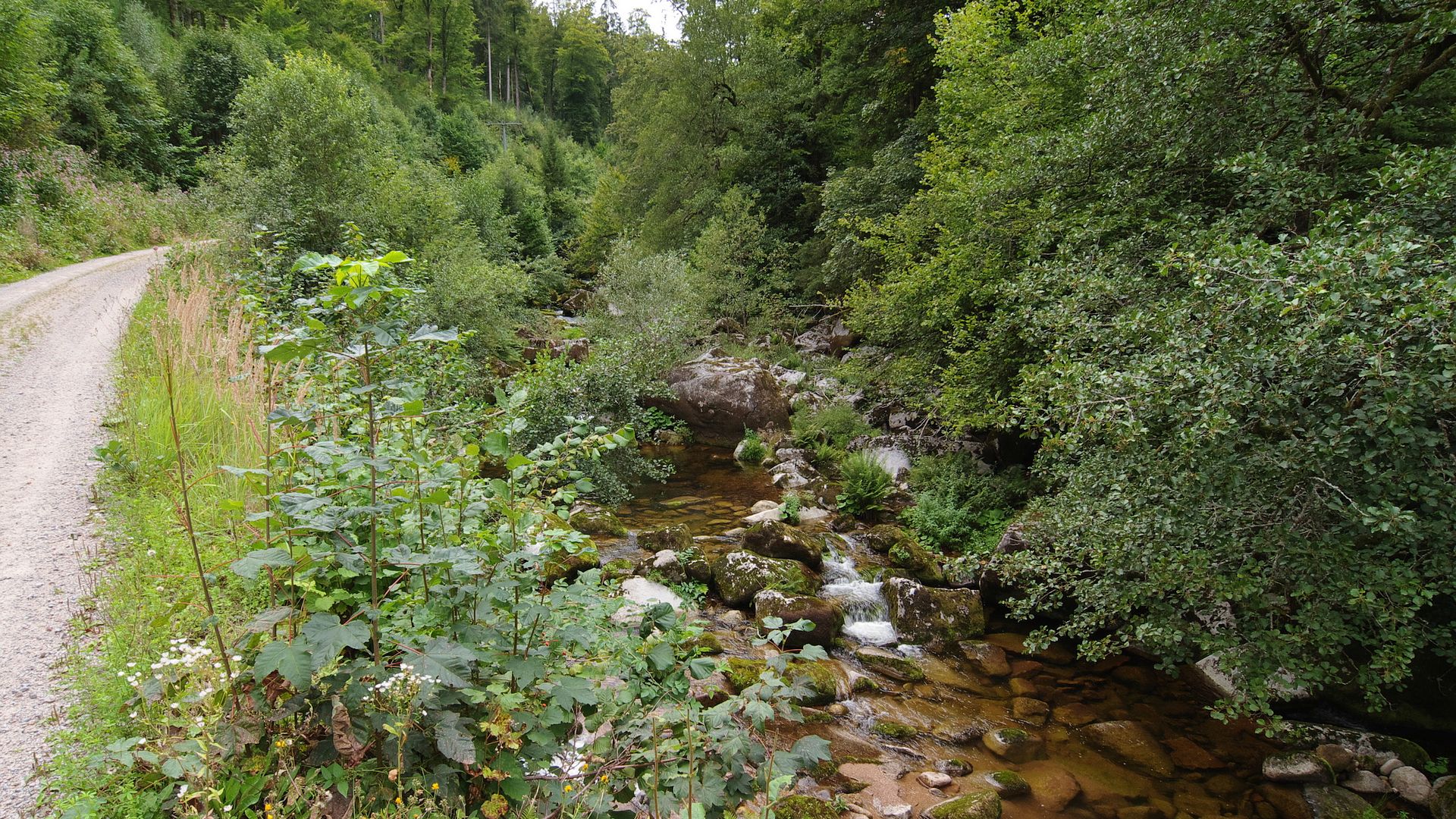 Kajak, Fluss Hundsbach, Abschnitt Erbersbronn - Murg (Unterlauf)
