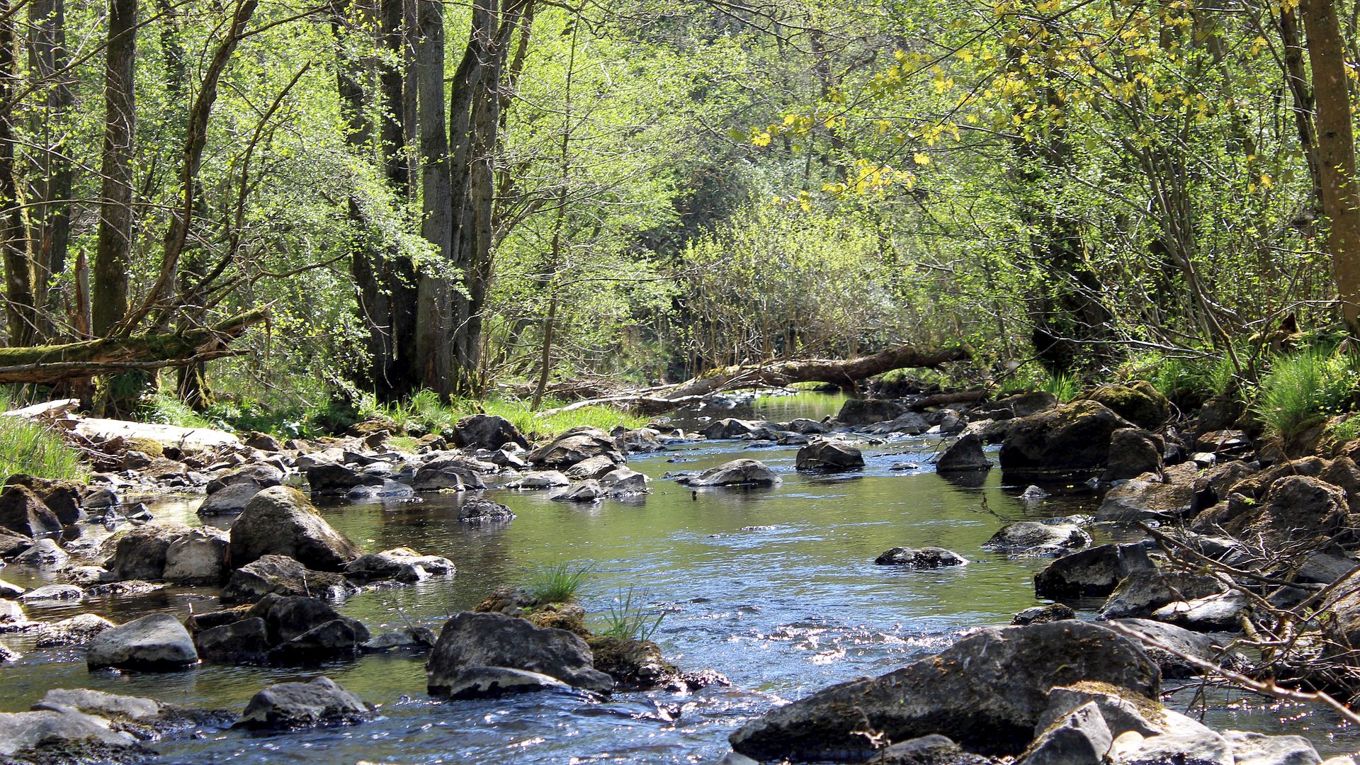 Kajak, Fluss Kleine Nister, Abschnitt Langenbach - Mündung
