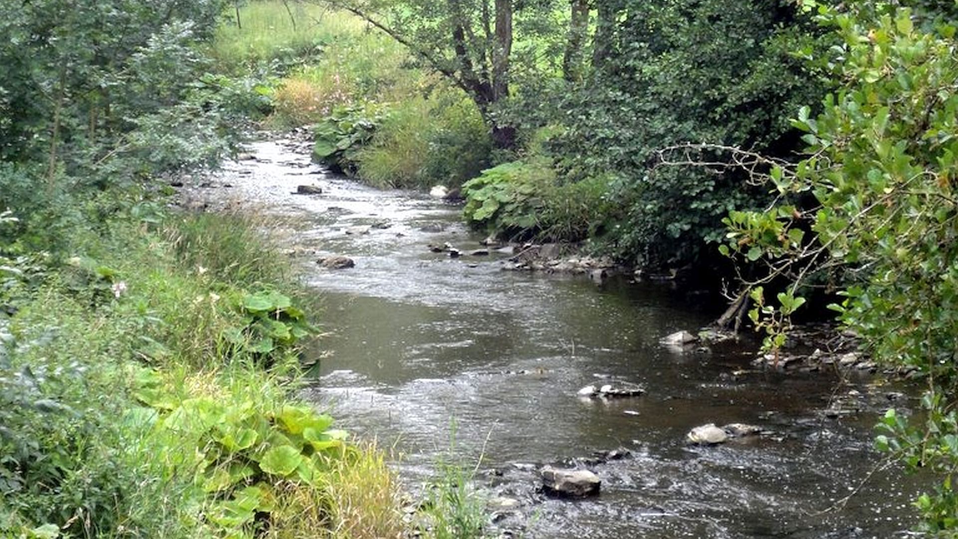Kajak, Fluss Lieser (Mosel), Abschnitt Manderscheid - Brücke L60