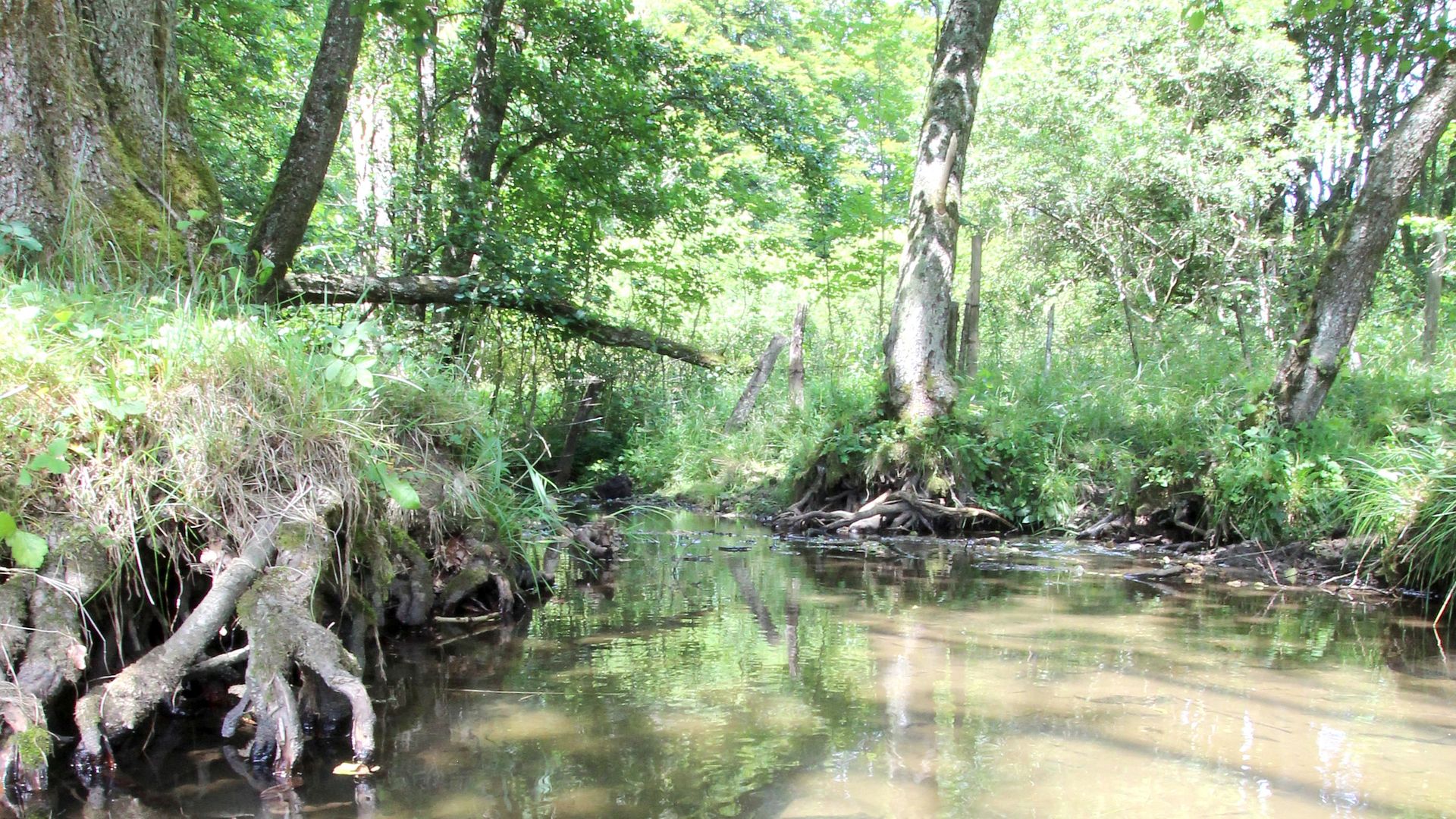 Kajak, Fluss Prüm, Abschnitt Olzheim - Pronsfeld (Oberlauf)