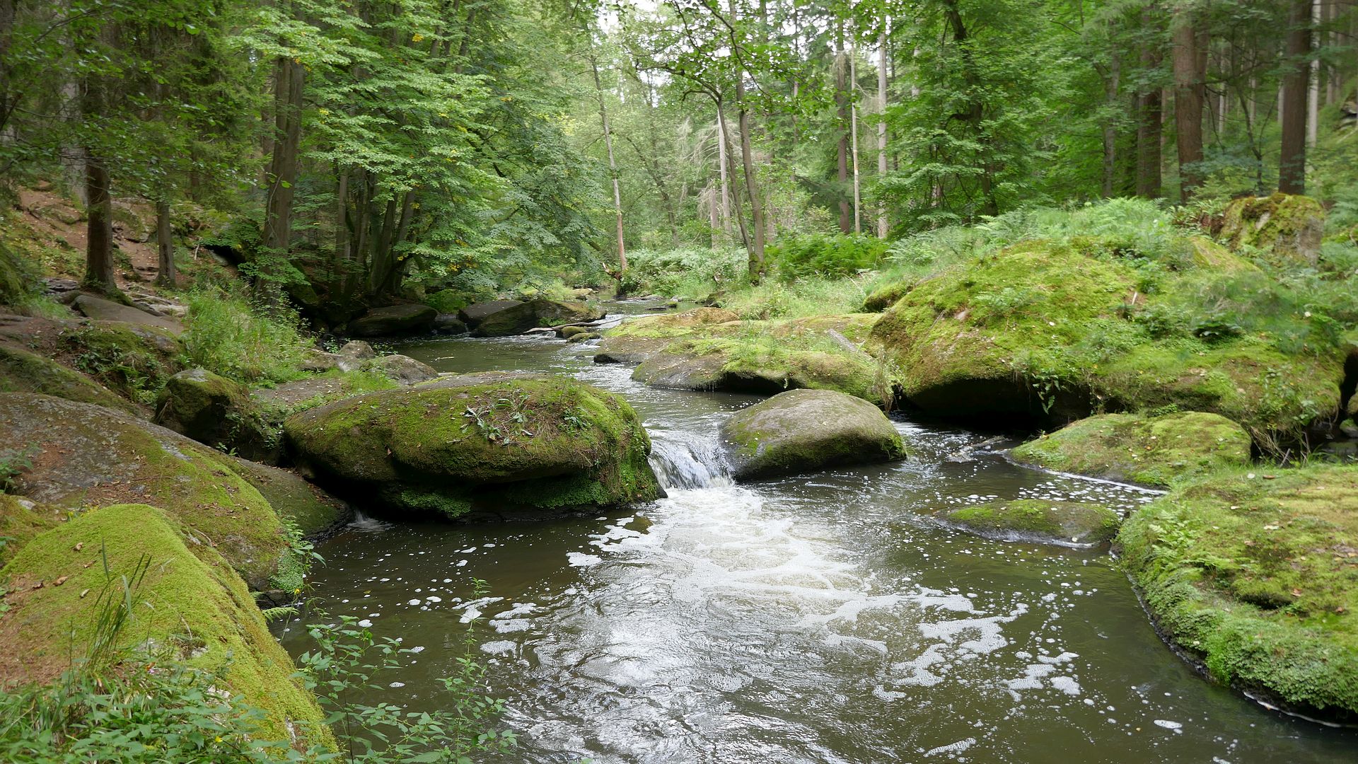 Kajak, Fluss Waldnaab, Abschnitt Falkenberg - Windischeschenbach (Waldschlucht)
