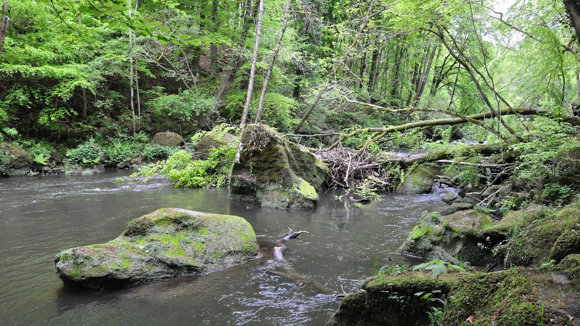 Kajak, Fluss Prüm, Abschnitt Stausee Bitburg - Mündung (Unterlauf)